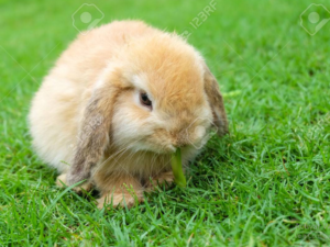 tipos de conejos domésticos