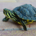 5 mejores tipos de tortugas domésticas