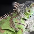 ¿Absceso en iguanas? Todo lo que necesitas saber