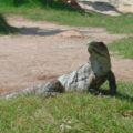 ¿Por qué mi iguana está gorda?