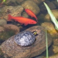 Las tortugas y peces pueden estar juntos en una pecera | Verdades y falsedades.
