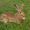 Enfermedades en las orejas de conejos