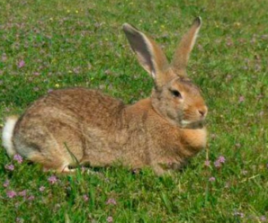 Enfermedades en las orejas de conejos