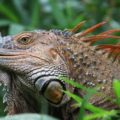 Iguana: Toda la Información que Necesitas