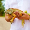 ¿Es recomendable tener una iguana como mascota?