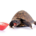 Cuanto tiempo puede tardar sin comer una tortuga
