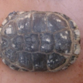 Principales razones por las qué le salen manchas blancas en el caparazón de la tortuga