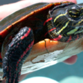 Vomito en tortugas | Causas, Síntomas y Solución