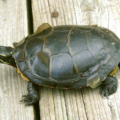 Proceso del cambio de la piel y el caparazón de las tortugas