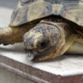 Neumonía en tortugas | causas, síntomas y tratamientos