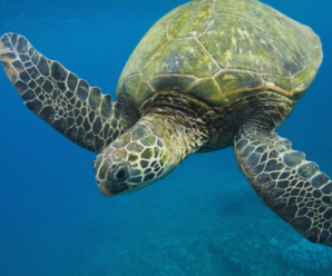 5 tipos de Tortugas marinas en peligro de extinción | causas y efectos