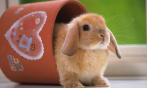 cuidados básicos de un conejo en departamento
