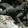 Iguana Negra