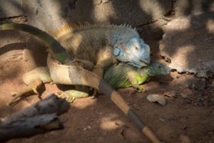 apareamiento de la iguana
