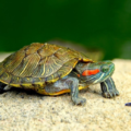 Definición de tortuga | Conoce las características principales