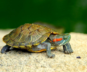 Definición de tortuga | Conoce las características principales
