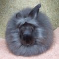 Conejo de angora | Curiosidades y características físicas.