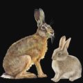 Diferencias entre los conejos y liebres