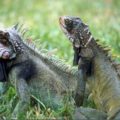 ¿Como saber si la iguana es hembra o macho?