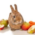 Alimentos que no debe comer un conejo
