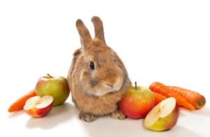 alimentos que no debe comer un conejo