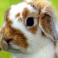 Conejos con pulgas | ¡Descubre como eliminarlas!
