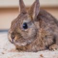 Obesidad en conejos ¿Cómo puedo controlarlo o evitarlo?