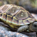 Por qué las tortugas son lentas