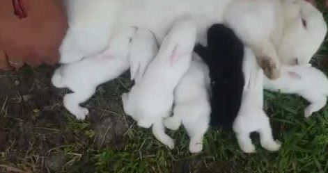 Cómo cuidar a crías de conejos? | Consejos para cuidarlos