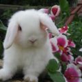 5 enfermedades más comunes en conejos