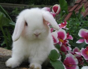 enfermedades más comunes en conejos