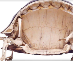 ¿Por qué las tortugas tienen caparazón?
