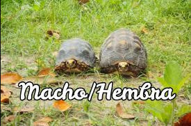 Diferencia entre tortuga macho y hembra