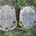 Diferencia entre tortuga hembra y macho