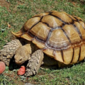 Como saber la edad de la tortuga