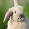 ¿Por qué mi conejo tiene una oreja caída?
