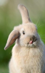 porque mi conejo tiene una oreja caída