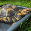 Como lavar o limpiar el caparazón de una tortuga