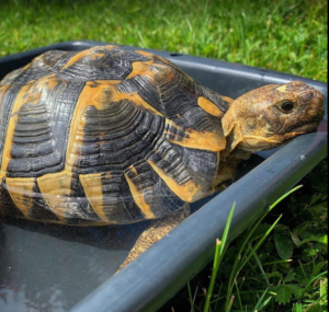 Limpiar el caparazón de una tortuga