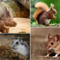 ¿Cuáles son las diferencias de los tipos de roedores que existen?