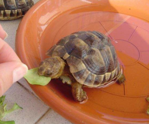 Causas del por qué la tortuga no crece
