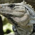 Iguana de Yucatán (Cachryx defensor)
