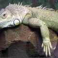 ¿Qué enfermedad tiene la iguana?