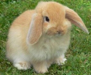 Las razas de conejos más raras que existen