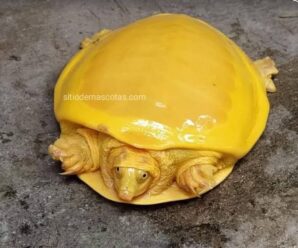 Tortuga amarilla