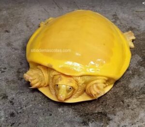 Tortuga amarilla
