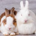 ¿Cuáles son las razas de conejos más sorprendentes?