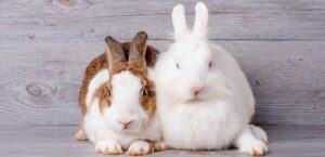 razas de conejos más sorprendentes