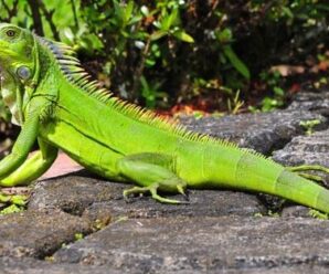 10 Razones para tener una iguana como mascota