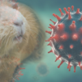 ¿La cobaya puede transmitir el coronavirus?